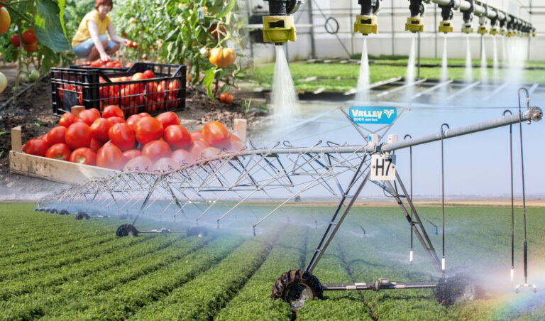 Овощи и рыба с одной «грядки»