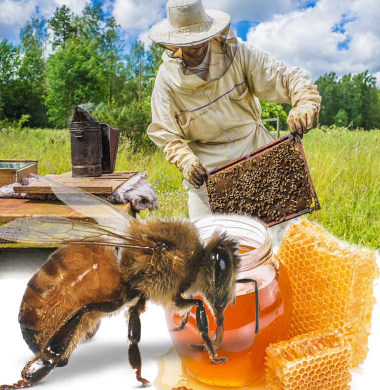 Омарта шаруашылығы қашан дамиды?