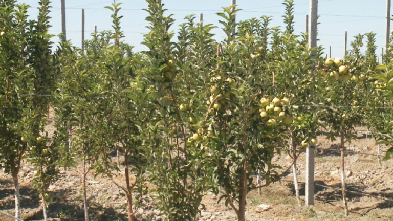 СЕМЕЙНЫЙ ОПЫТ САРБАСОВЫХ