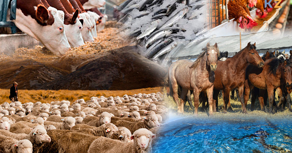 КӘСІПОРЫН КӨП, НӘТИЖЕСІ АЗ