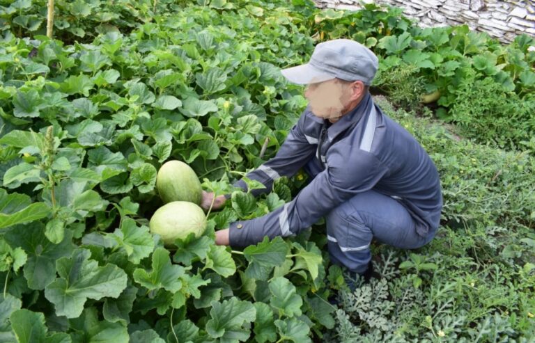 Урожай овощей и ягод собирают осужденные акмолинской колонии