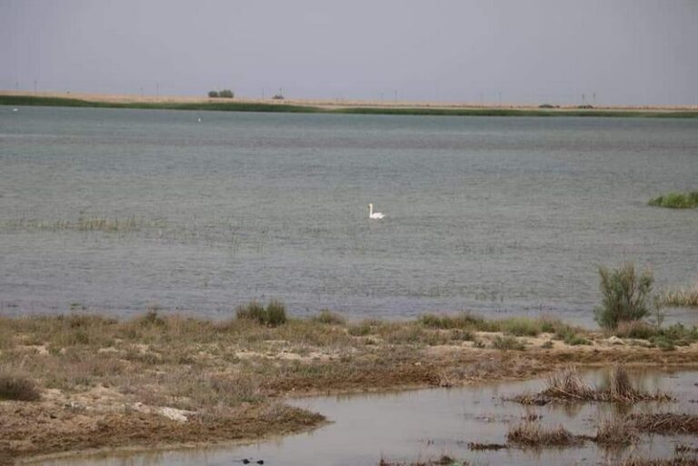 Экология министрлігі Маңғыстаудағы Қаракөл көліндегі балықтардың өлу фактісін жоққа шығарды