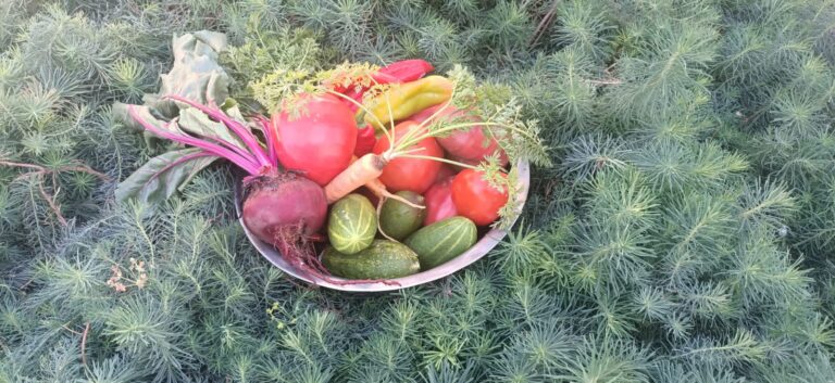Әйелдер мекемесінде «Ең үздік бақша» атты конкурс өтті
