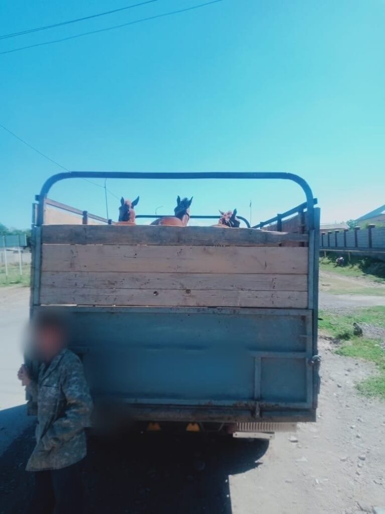 Құжатсыз, таңбасыз мал тасымалдаған 600-ден астам азаматқа әкімшілік хаттама толтырылды