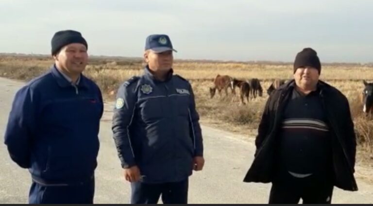 Полицейлер жоғалған 1 үйір жылқыны тәулік ішінде тапты