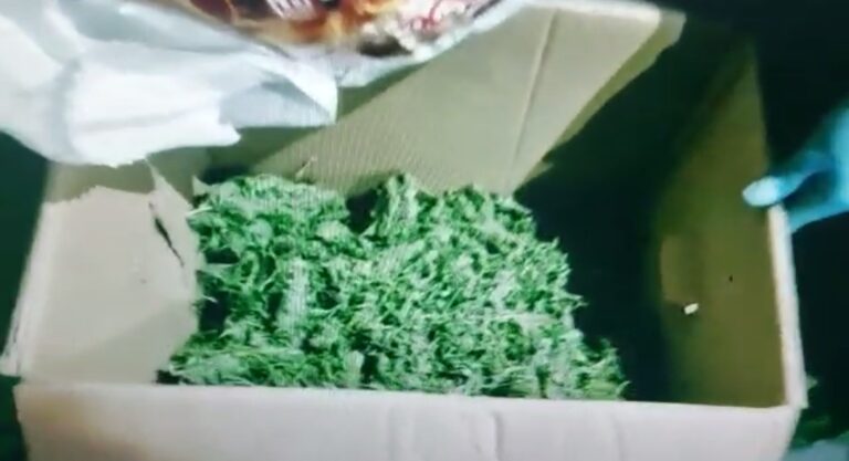 Бұрын сотты болған ер адамнан 2 келіден астам марихуана тәркіленді