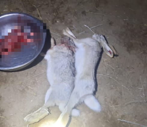 Полицейлер қойшыдан қоян еті мен мылтық тәркіледі