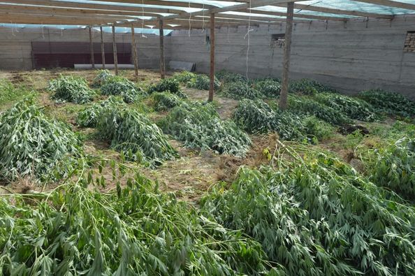 Түркістан облысында заңсыз айналымнан 330 келіге жуық есірткі алынып, 200 мыңнан астам есірткі түптері жойылды