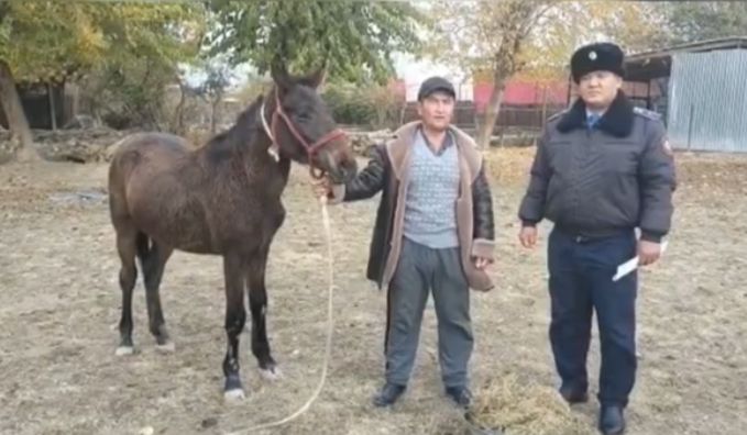 Жетісайлық полицейлер тұрғынның жоғалған жылқысын қайтарып, алғыс алды