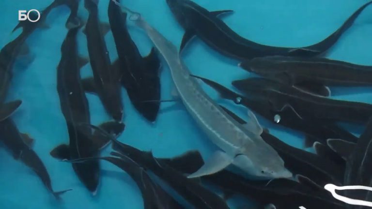 ПУТЬ К РАЗВИТИЮ СЕЛА