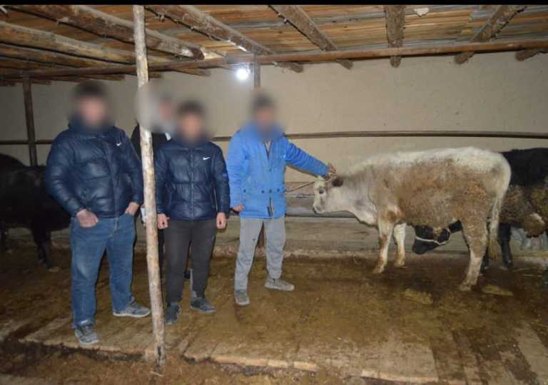 Түркістан облысының полицейлері мал ұрлығымен айналысқан адамдар тобын ұстады