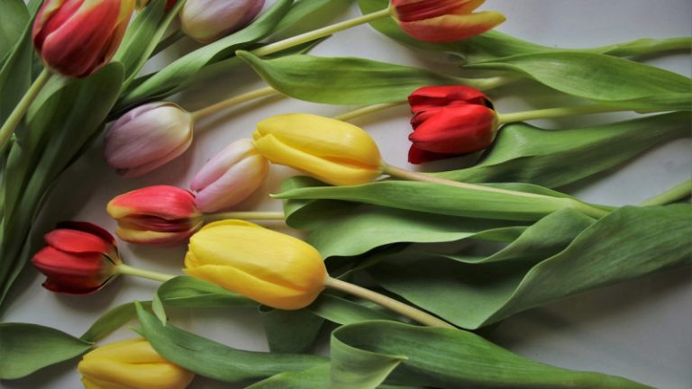 Мемлекет басшысы әйелдерді 8 наурыз мерекесімен құттықтады