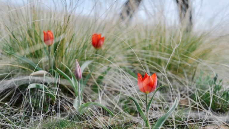 Демалыс күндері ауа райы қандай болады?