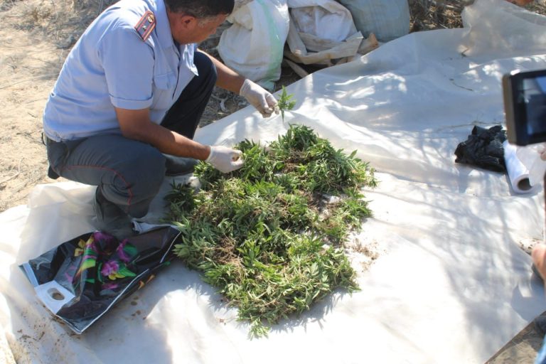 В Кызылординской области задержание четырех жителей, культивировавших крупный наркопосев, попало на видео
