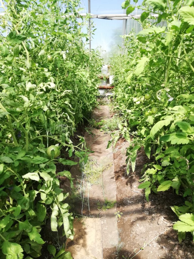 Осужденные вырщивают овощи