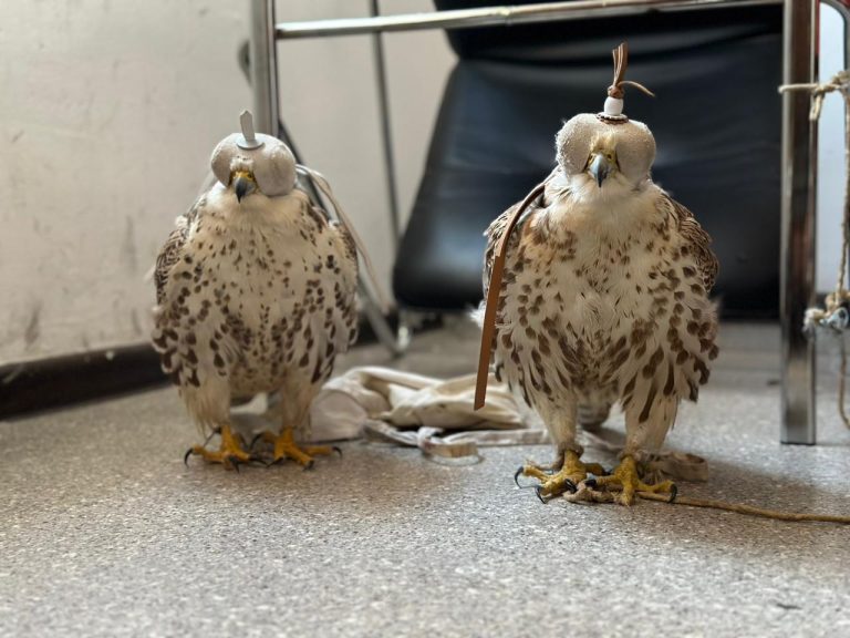 Түркістан облысының полицейлері шымкенттік тұрғыннан 10 шақты Қызыл кітапқа енген құс тәркіледі