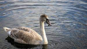 СПАСИТЕ БЕЛЫХ ЛЕБЕДЕЙ