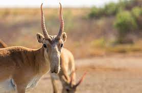 Қазақстанда киіктерді ату тоқтатылды