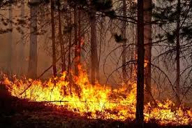 Абай облысындағы орман өрті сөндірілді