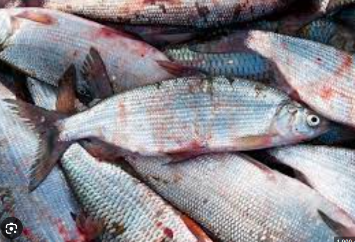 ПОЙМАЛИ ЗА НЕЗАКОННУЮ РЫБАЛКУ