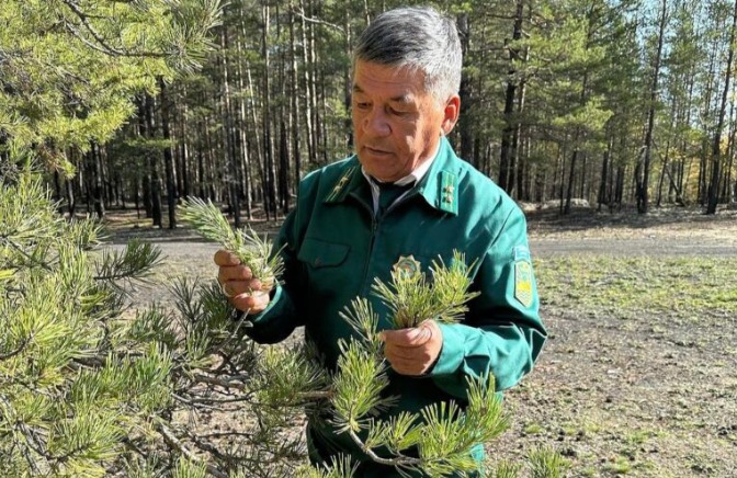 ОРМАНШЫНЫҢ ТАБИҒАТПЕН ЖАНЫ ҮНДЕС