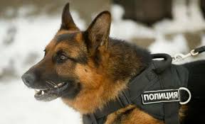 КОГДА ПУШИСТЫЙ ДРУГ НАДЕЖНЕЕ СТА РУК