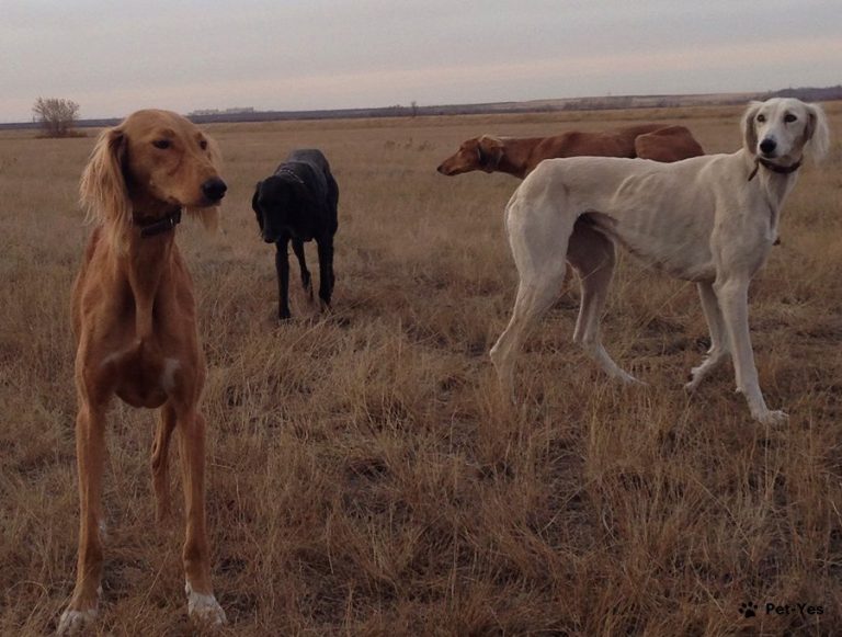 Тазы тұқымы бойынша негізгі шешім қабылданды