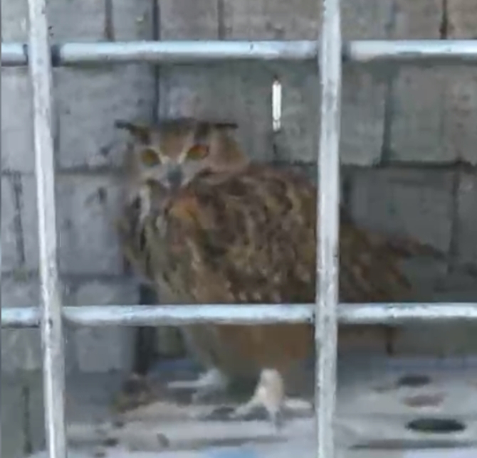 Полиция Түркістан облысы тұрғынының үйінен арыстан мен жабайы құстар тәркіледі