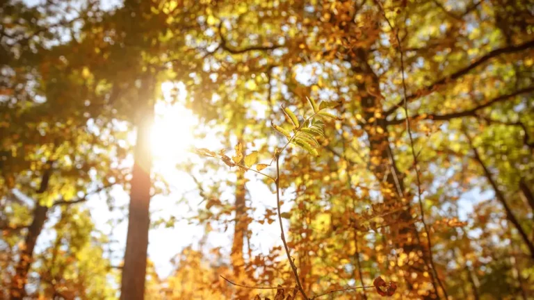 Бүгін ауа райы қандай болады?