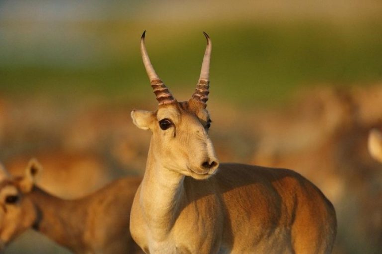 Киіктер ауыл шаруашылығына 10 миллиард теңге залал келтірген — министр