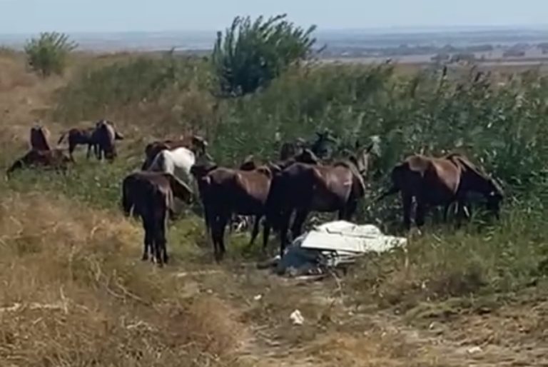 Полицейлер жоғалған 22 бас жылқыны иесіне тауып берді