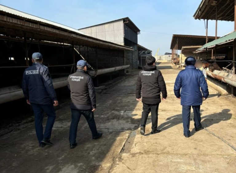 Түркістан облысының полицейлері жүйелі жұмыс атқару нәтижесінде екі тәулік ішінде мал ұрлығына байланысты 6 қылмысты ашты