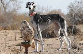 Қазақ тазысы халықаралық деңгейде мойындалды