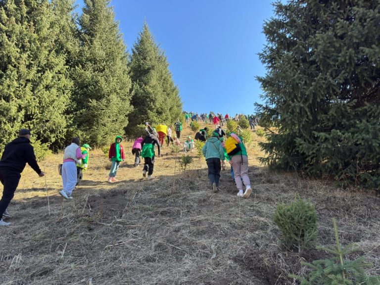 Іле Алатауы ұлттық паркінде 625 шырша егілді