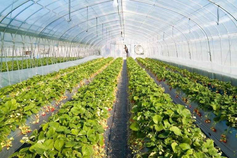 Еліміздегі жылыжайлардың 71 пайызы Түркістан облысының еншісінде