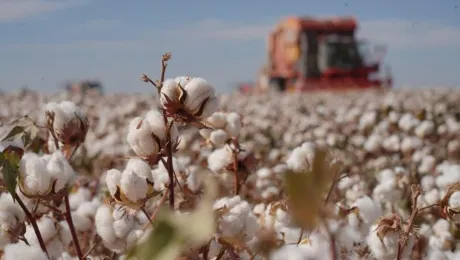 Отырар ауданында 32 мың гектар алқапқа жаңа әдіспен мақта егілді