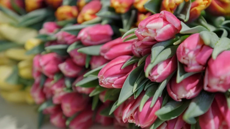 Наурызда қазақстандықтар қанша күн демалады?