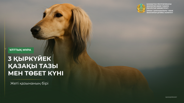 3 сентября — день казахского тазы и тобета